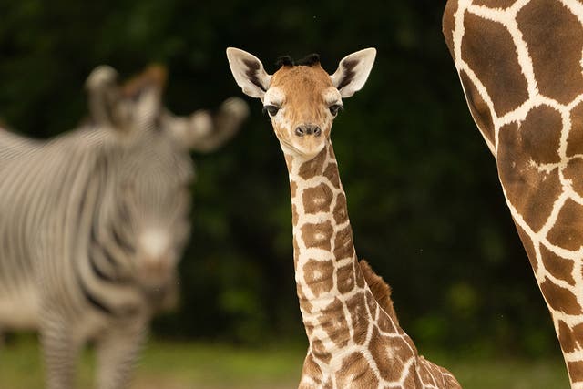 Baby Giraffe Dies-Zoo Miami