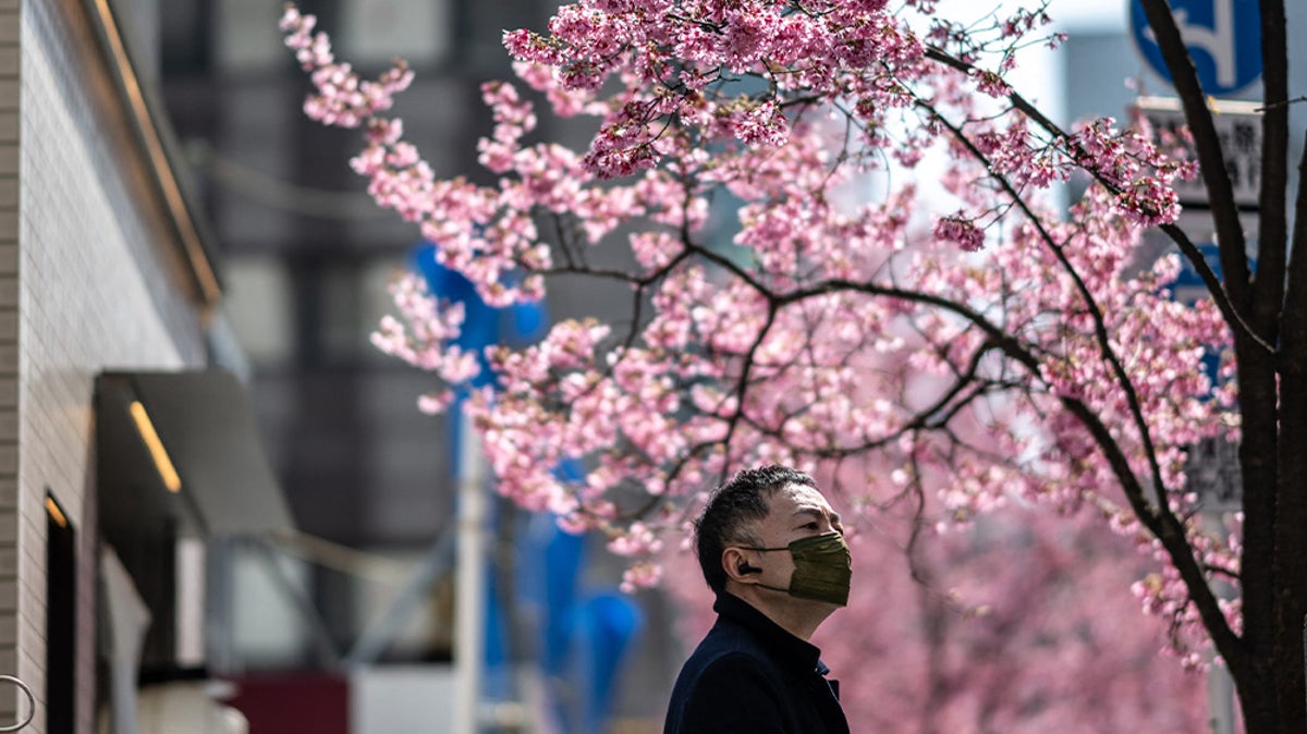 Stunning cherry blossom trees bloom early in Japan for spring