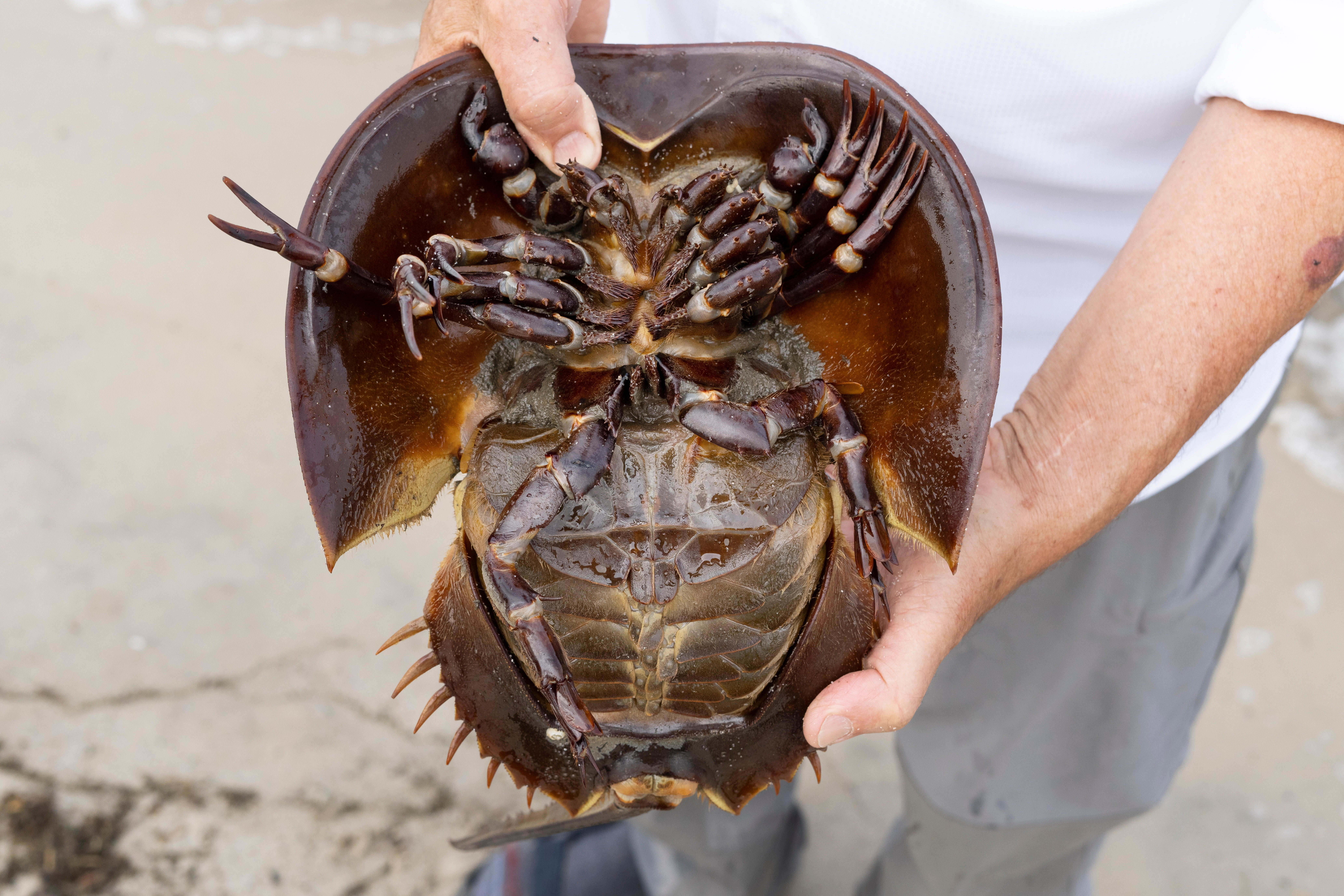 An ecologist displays the underside of a horseshoe crab at Pickering Beach in Dover, Delaware