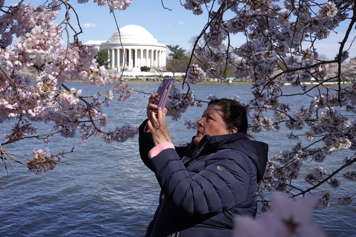 DC’s cherry blossoms have bloomed at earliest point in 20 years. Scientists say it will keep happening