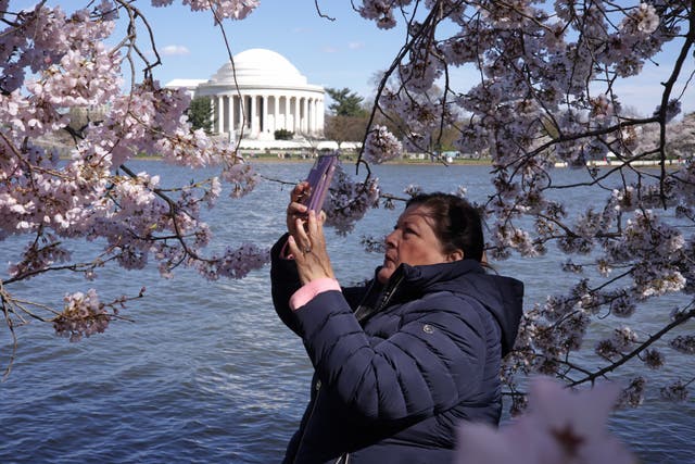 <p>A woman takes photos of cherry trees at the Tidal Basin on March 18, 2024 in Washington, DC</p>