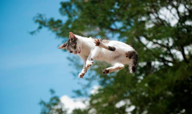 <p>File photo: A teacher in Taiwan dropped his cat onto the ground without safety measures</p>