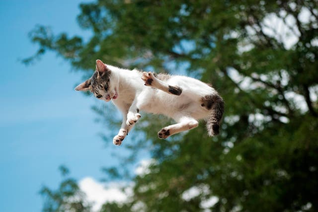 <p>File photo: A teacher in Taiwan dropped his cat onto the ground without safety measures</p>