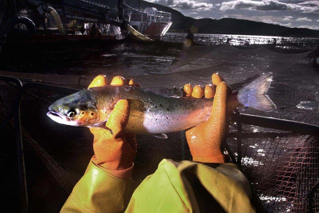 Fish fed to farmed salmon should be part of our diet, study suggests (David Cheskin/PA)