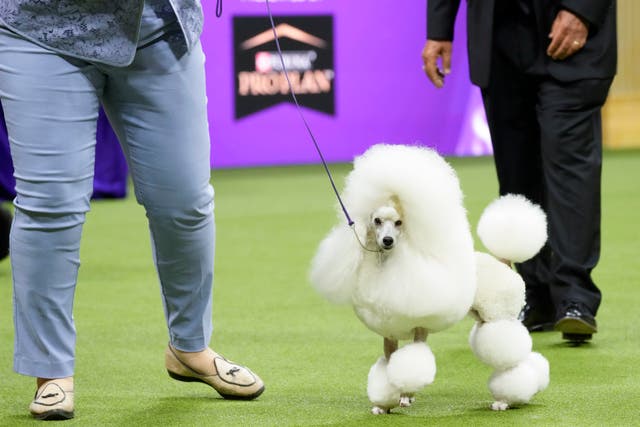 <p>Lily, a miniature poodle, competes in the non-sporting group competition during the 147th Westminster Kennel Club Dog show</p>