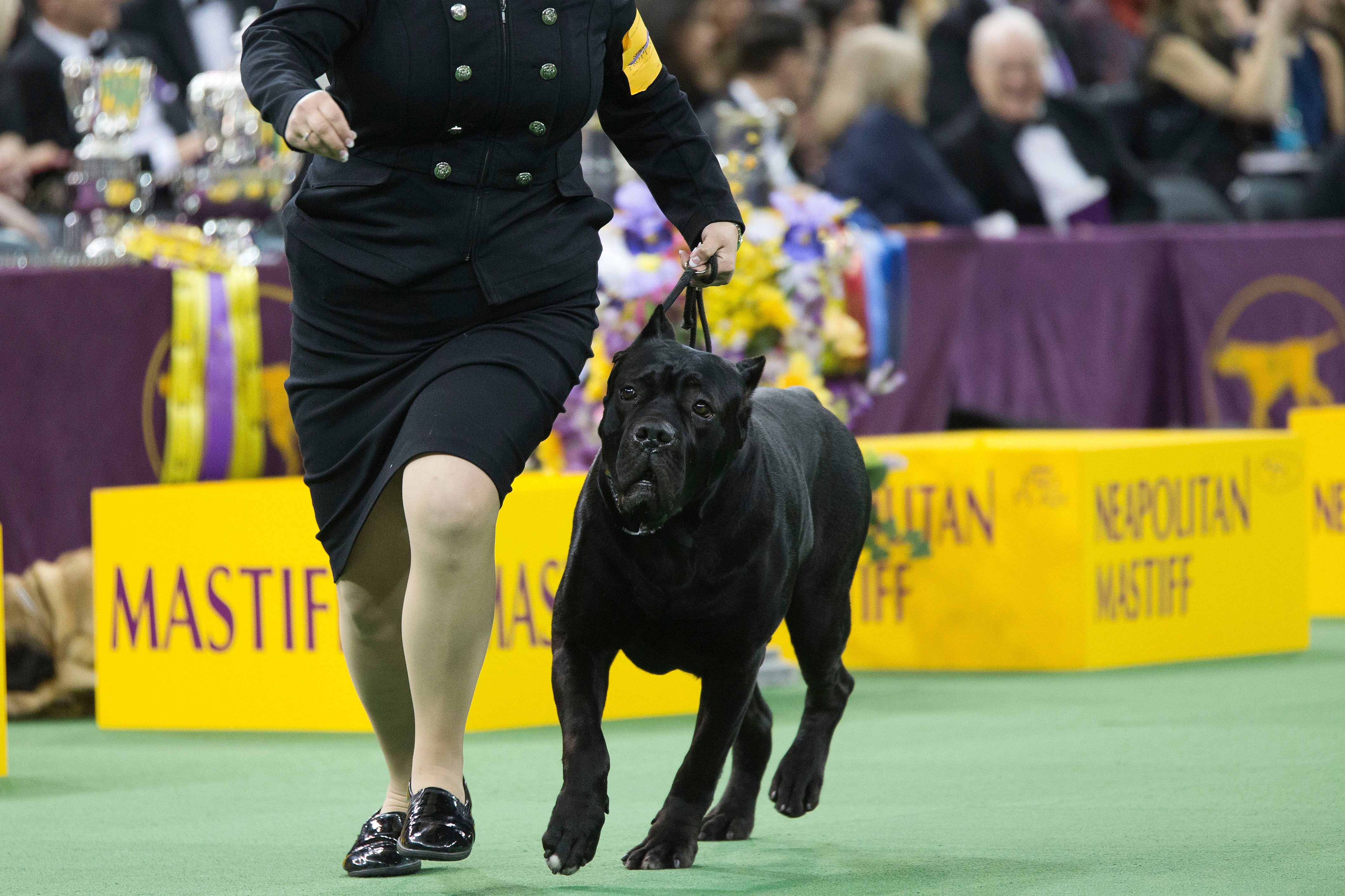 FILE - A cane corso competes at the 140th Westminster Kennel Club dog show