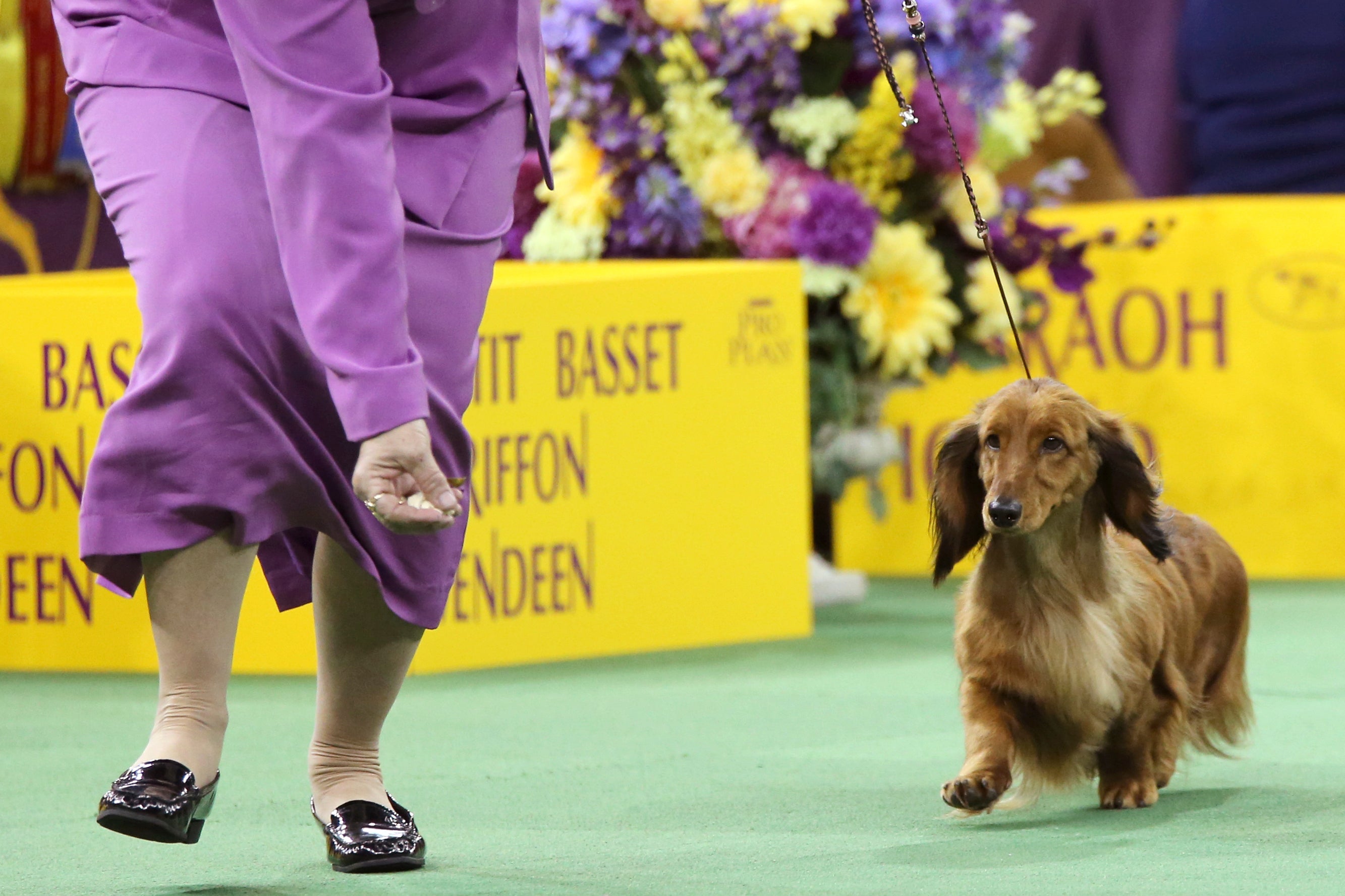 A long-haired dachshund competes during the 140th Westminster Kennel Club dog show,
