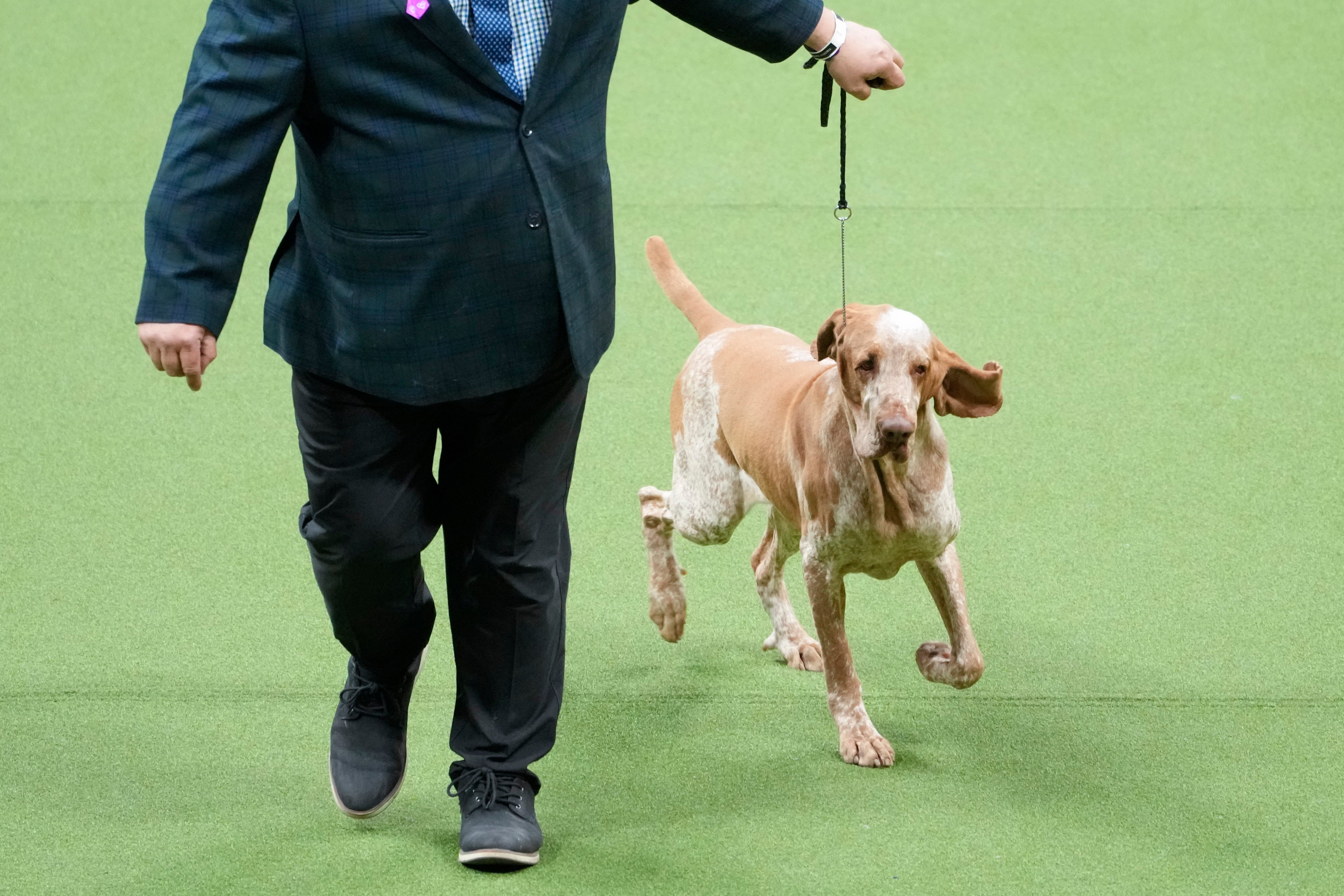 Lepshi, bracco Italiano, a competes in the sporting group competition during the 147th Westminster Kennel Club