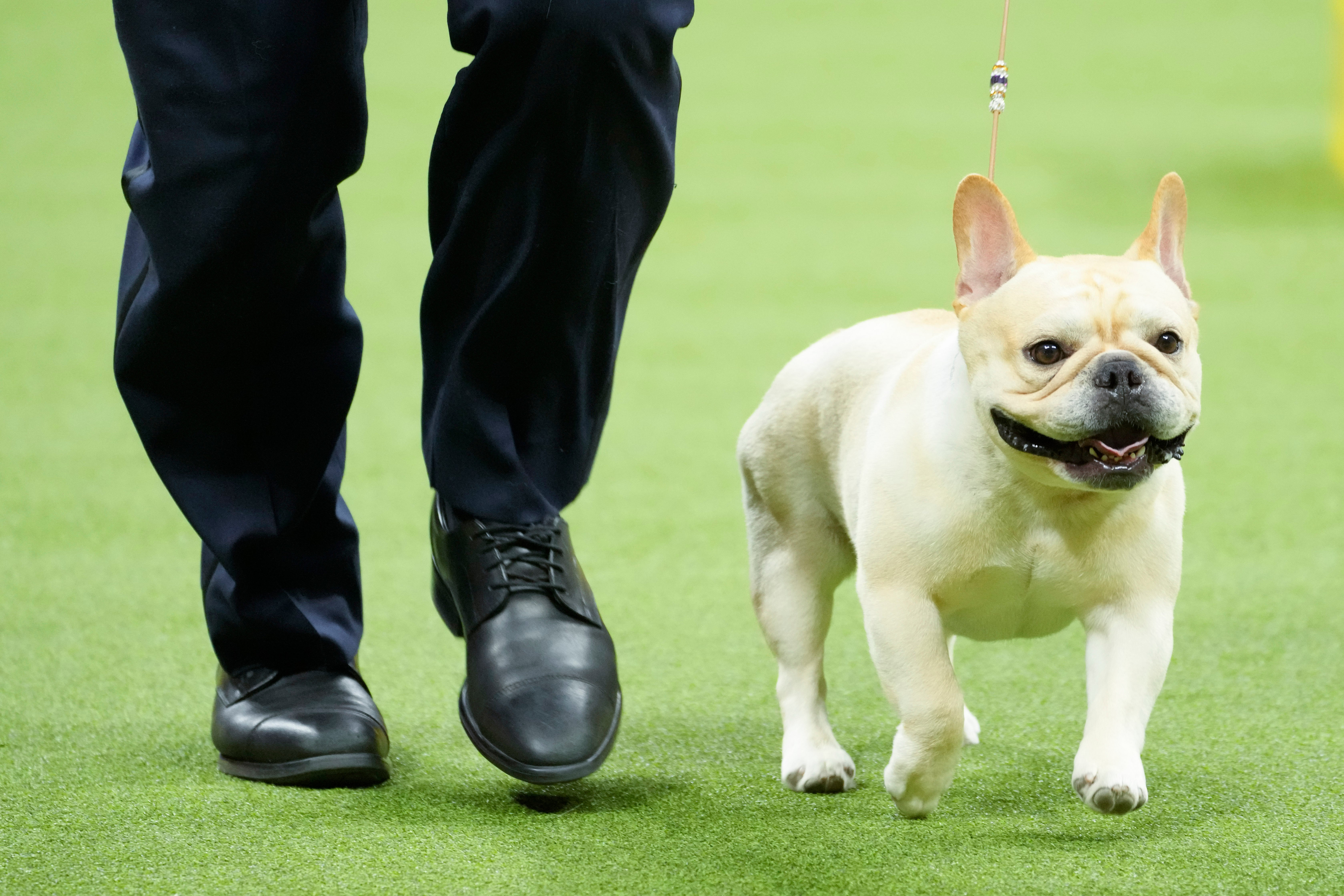 Winston, a French bulldog, competes in the non-sporting group competition during the 147th Westminster Kennel Club