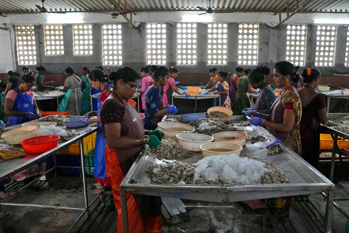 Highlights from the AP's reporting on the shrimp industry in India