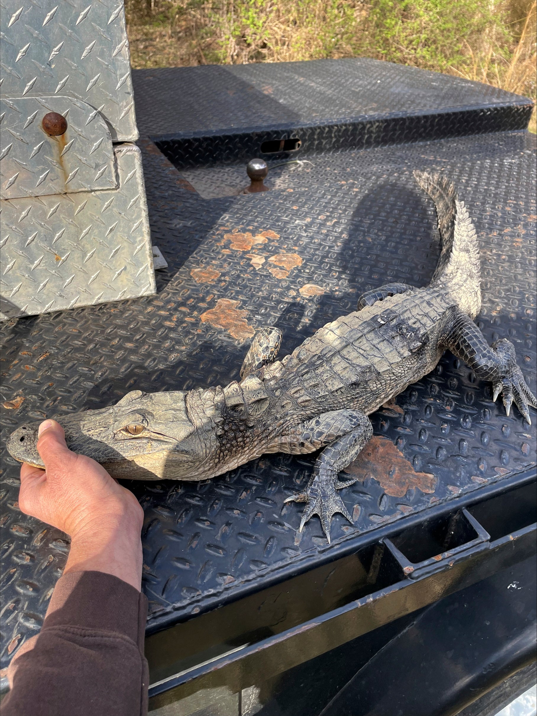 Alligator Caught