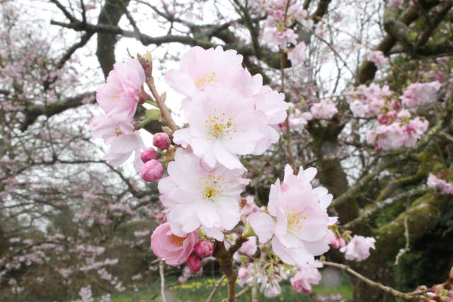 Blossom in the garden at Chirk Castle, near Wrexham (National Trust/PA)