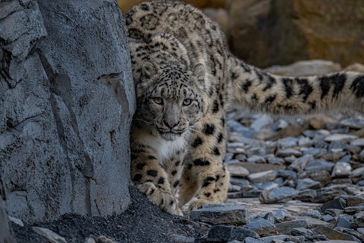 Snow leopards arrive at Chester Zoo for first time in 93-year