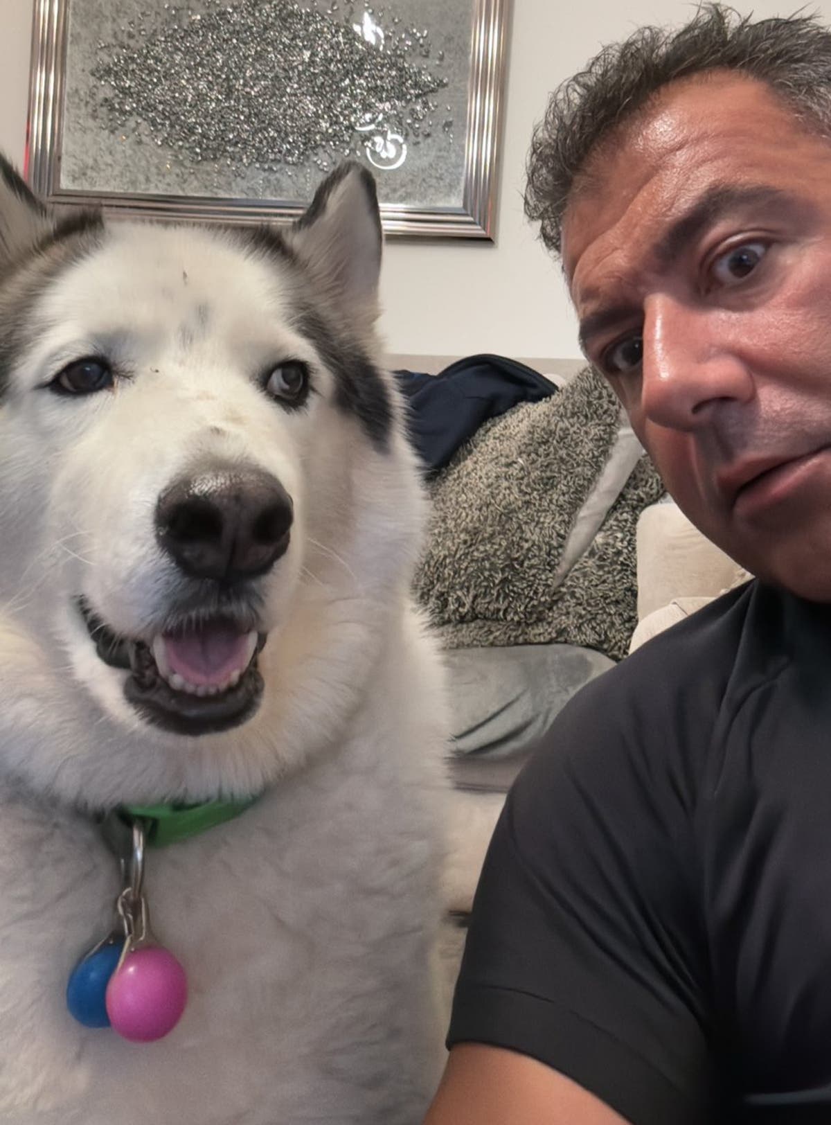 XL bully to be put down after savaging rescue husky while &lsquo;unmuzzled and unleashed&rsquo;