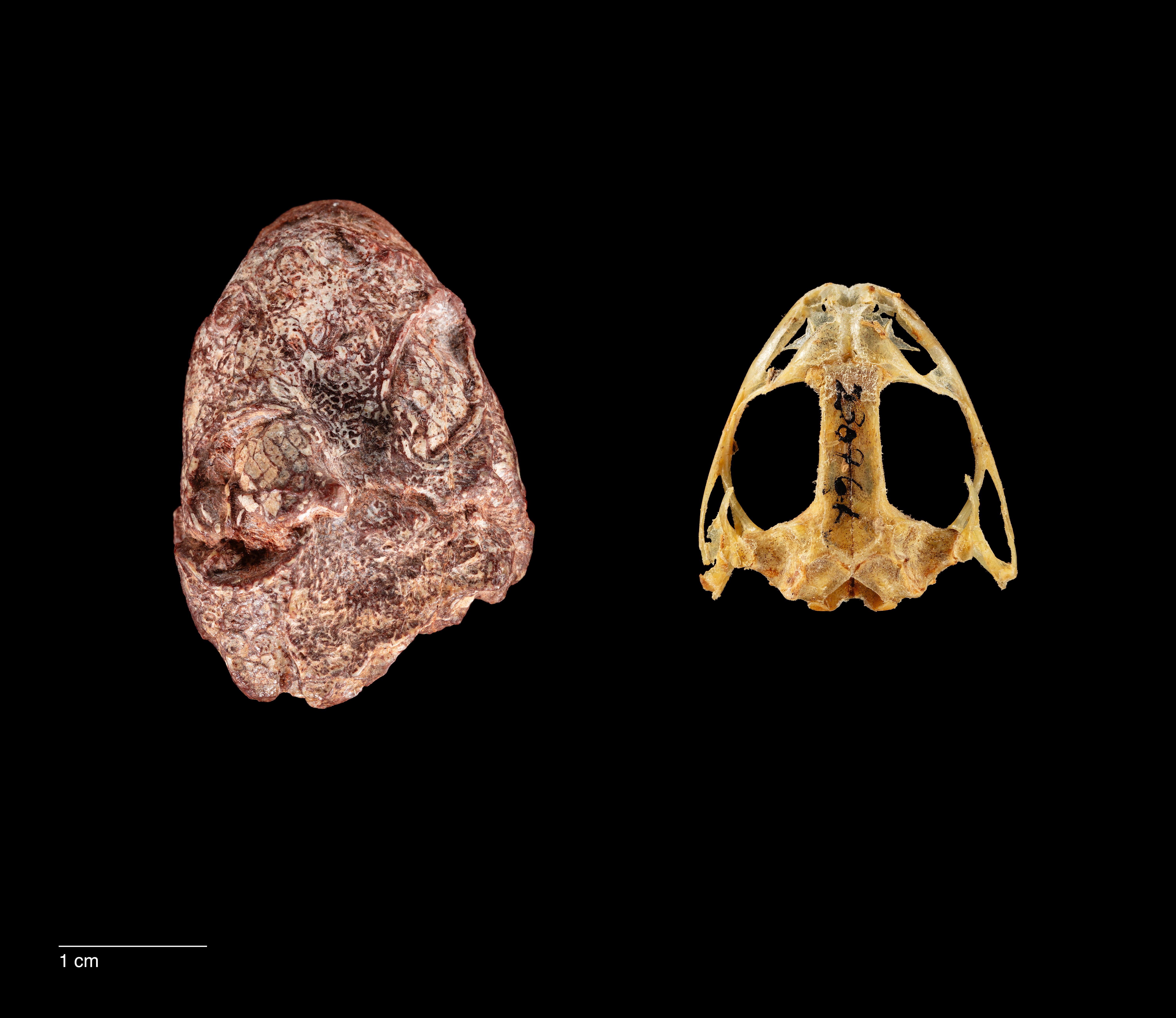 the fossil skull of Kermitops (left) alongside a modern frog skull