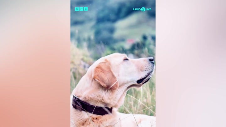 <p>Nicky Campbell tears up and admits he feels ‘broken’ following death of family dog.</p>