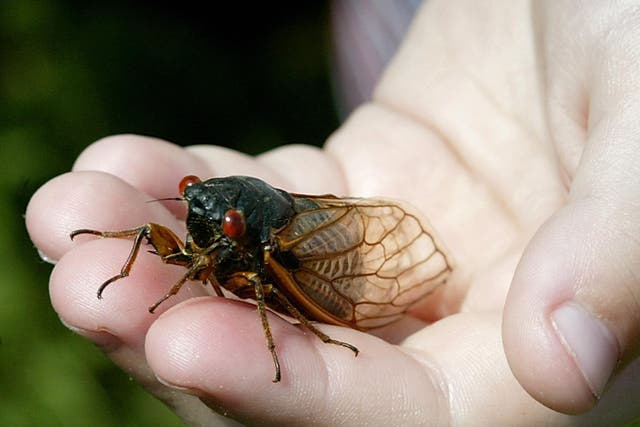 <p>Two different broods of cicadas will emerge from the soil to mate for the first time in 221 years</p>