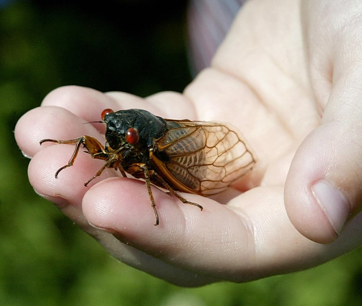 This spring’s double brood of cicadas may bring another unwanted force – urine This spring’s double brood of cicadas may bring another unwanted force – urine