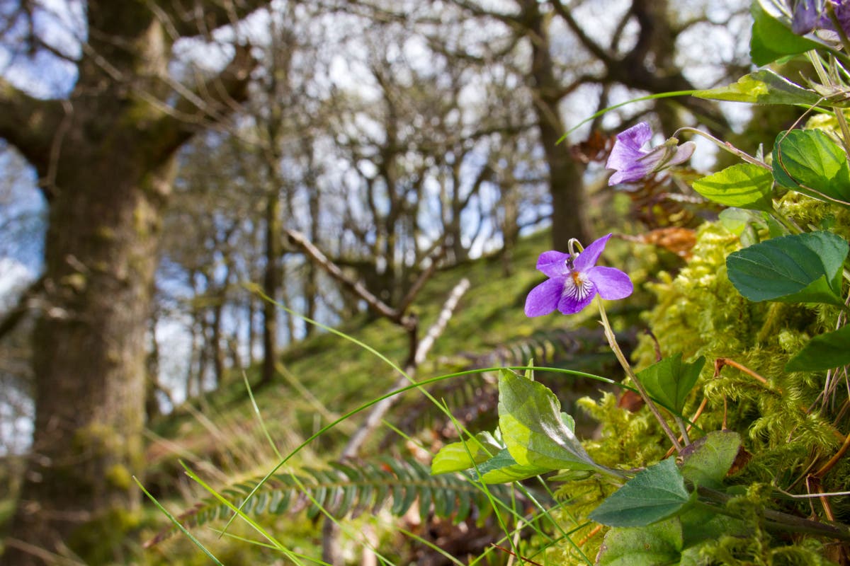 Earlier signs of spring are becoming the new norm, Woodland Trust says