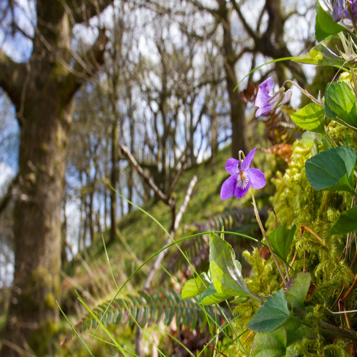 First Signs of Spring in Nature - Woodland Trust