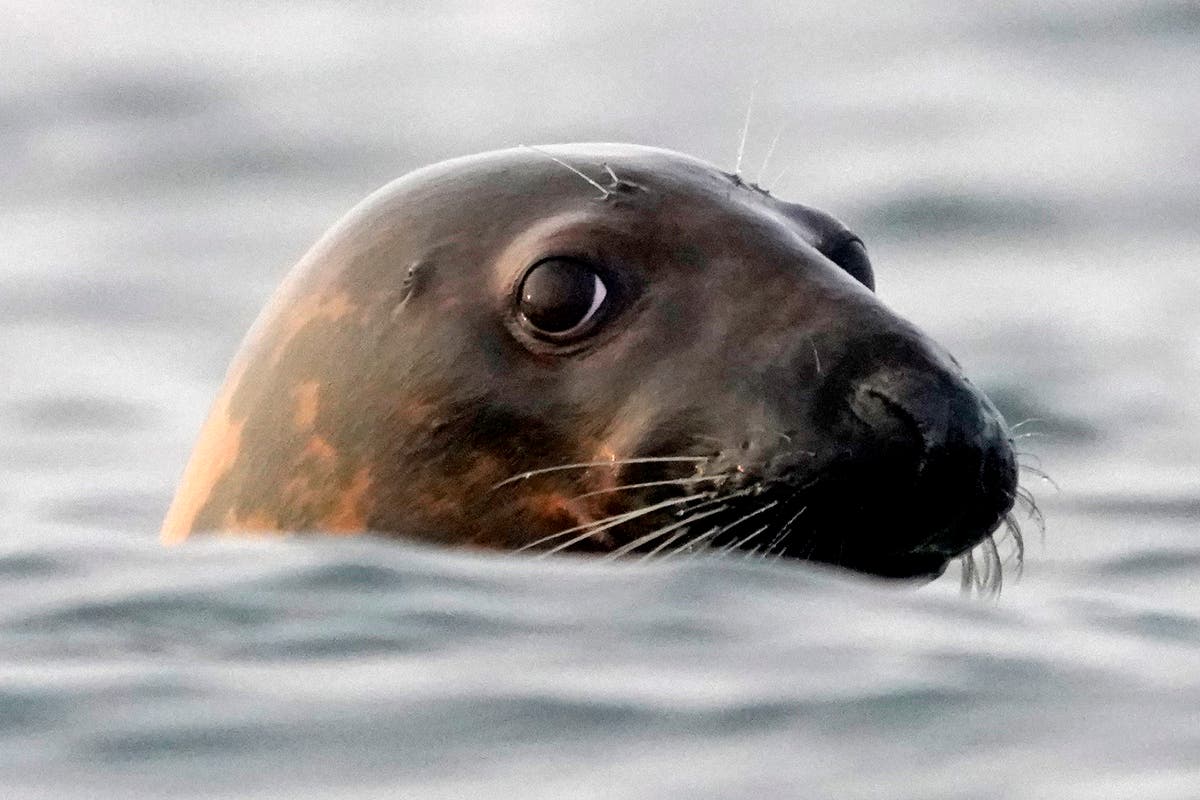 Bird flu is causing thousands of seal deaths. Scientists aren't sure how to slow it down