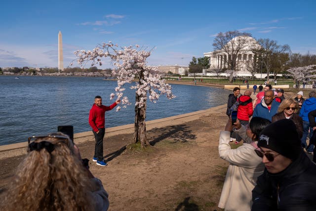 <p>The Washington Monument and Jefferson Memorial are visible as visitors photograph a cherry tree affectionally nicknamed 'Stumpy' as cherry trees enter peak bloom in Washington, 19 March 2024</p>