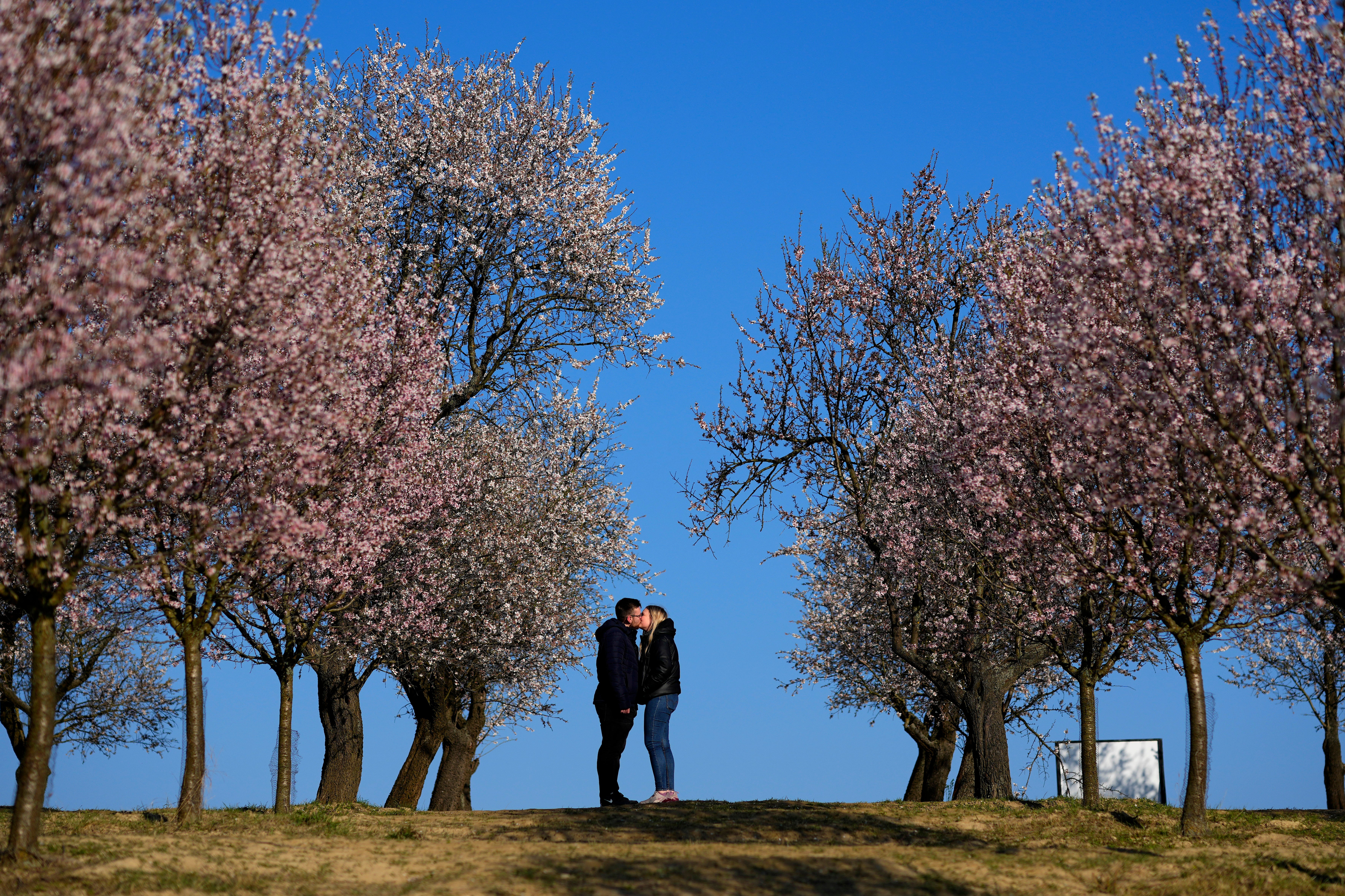 Czech Republic Almond Grove