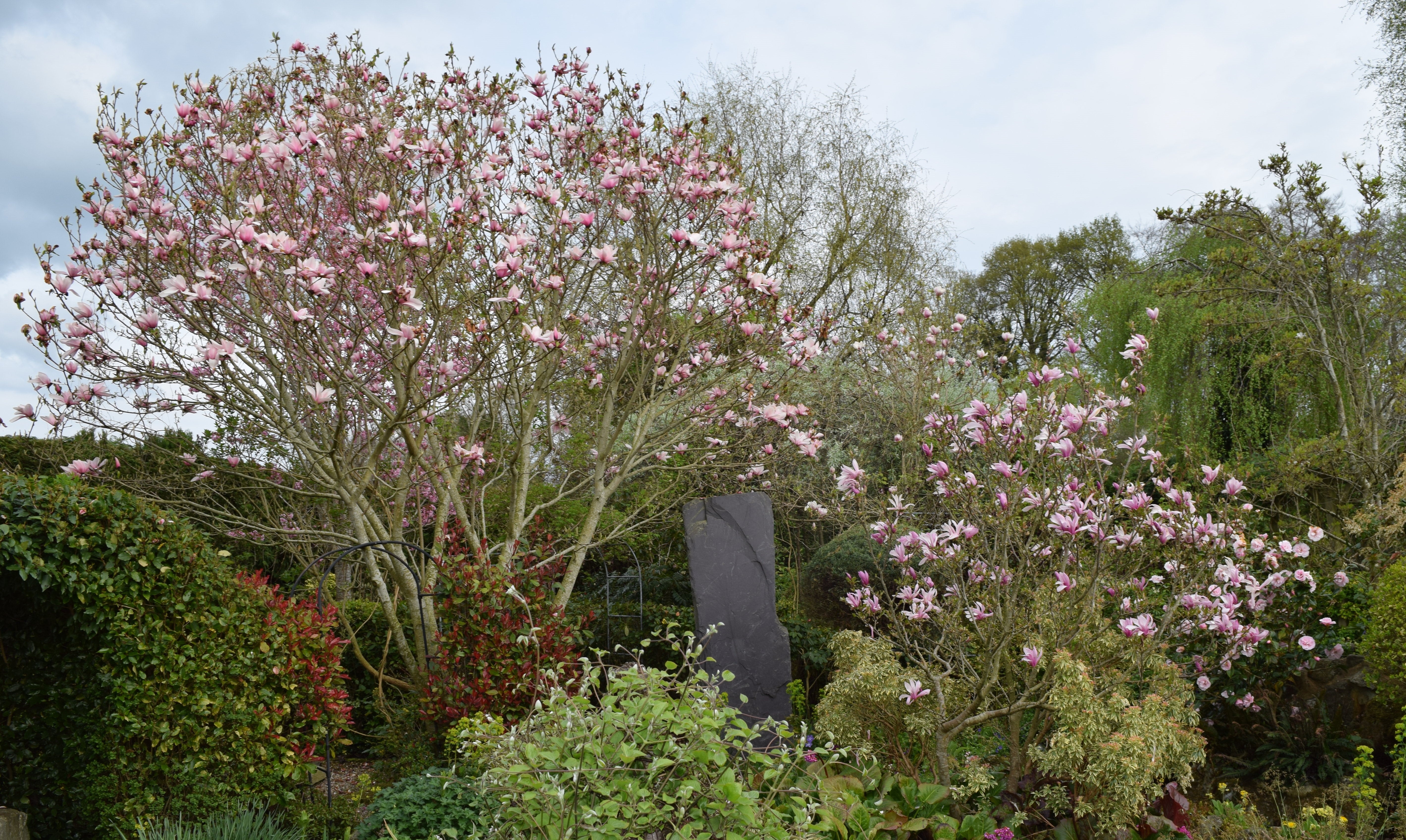 The magnolias unfurled their plush pink candles / As startling in daylight as fireworks at night