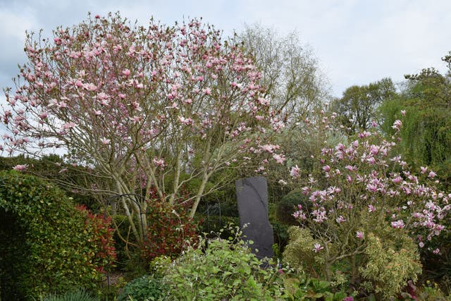 <p>The magnolias unfurled their plush pink candles / As startling in daylight as fireworks at night</p>