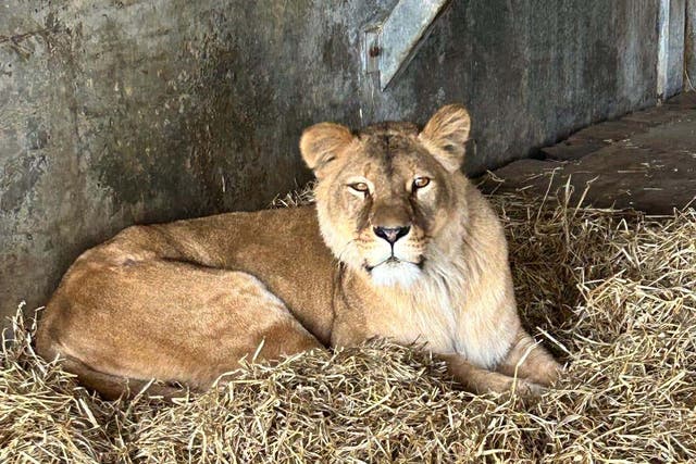 One of the lions at Yorkshire Wildlife Park, having been transferred from Ukraine (YWP/PA)