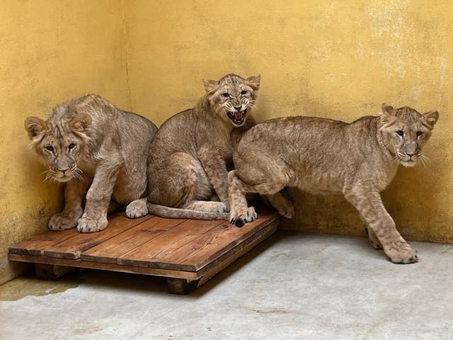<p>Lion cubs Emi, Santa and Teddi spent nine months in a holding facility in Poland having escaped Russian bombs</p>