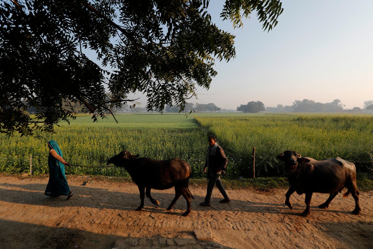 India has millions of dairy farmers. It's creating a methane problem that's tricky to solve