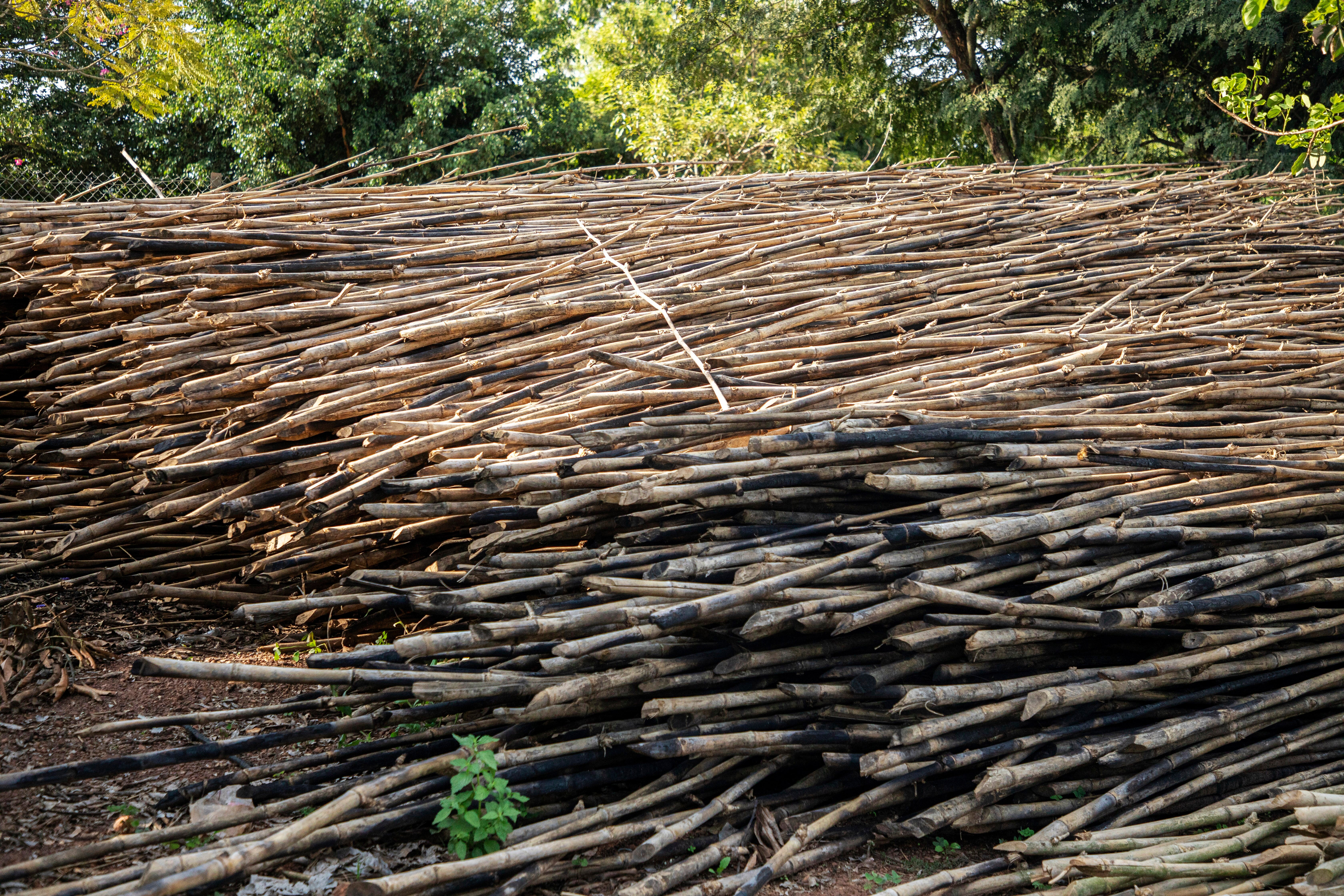 Dried bamboo sits at Kitara Farm near Mbarara, Uganda