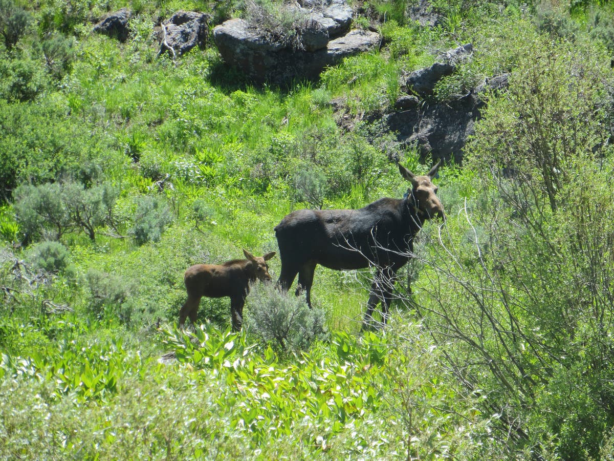 Nevada's first big-game moose hunt will be tiny as unusual southern expansion defies climate change