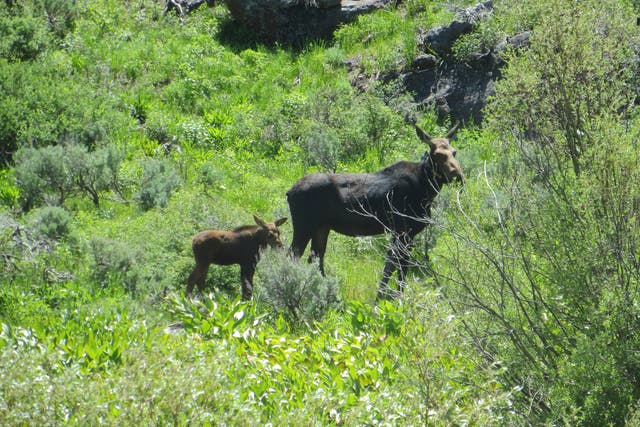 Moose Hunt Nevada
