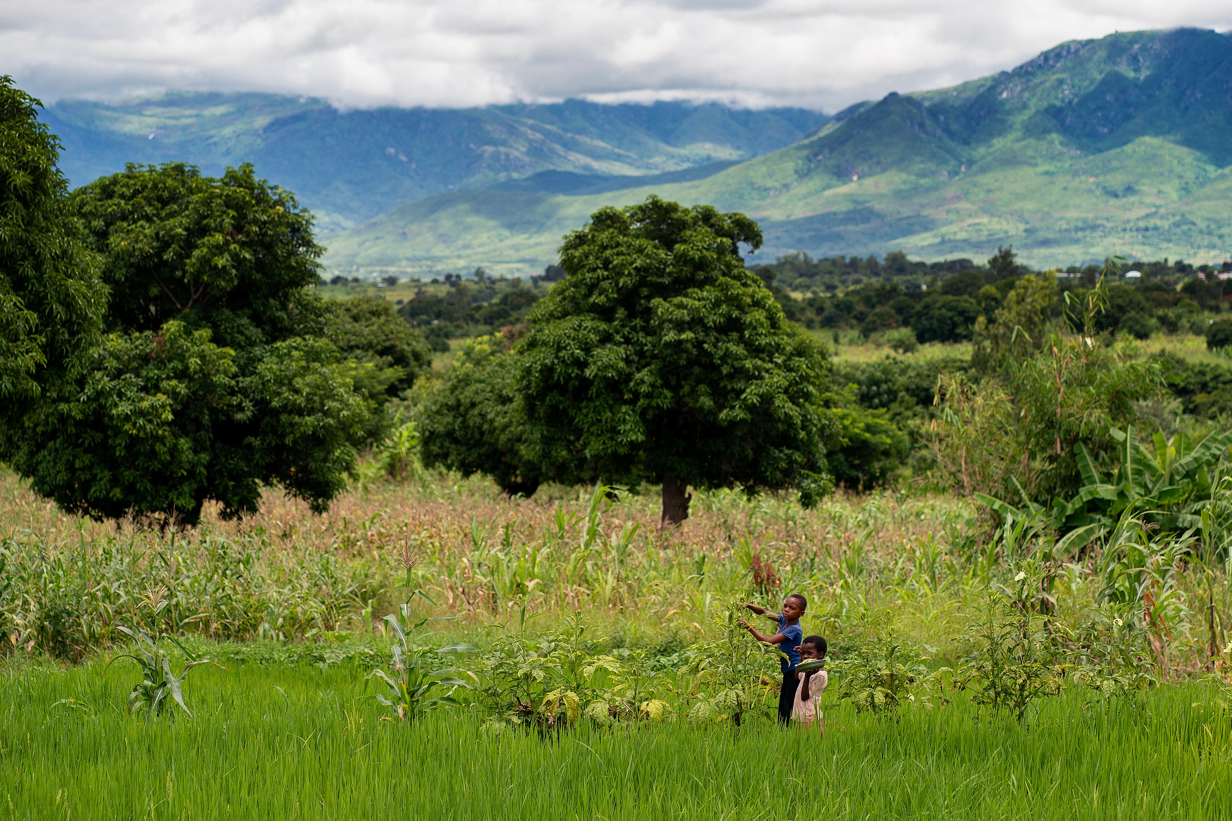 Children pick okra intercropped with rice in the village of Manduwasa in the Machinga region of Malawi. (Brian Lawless/PA)