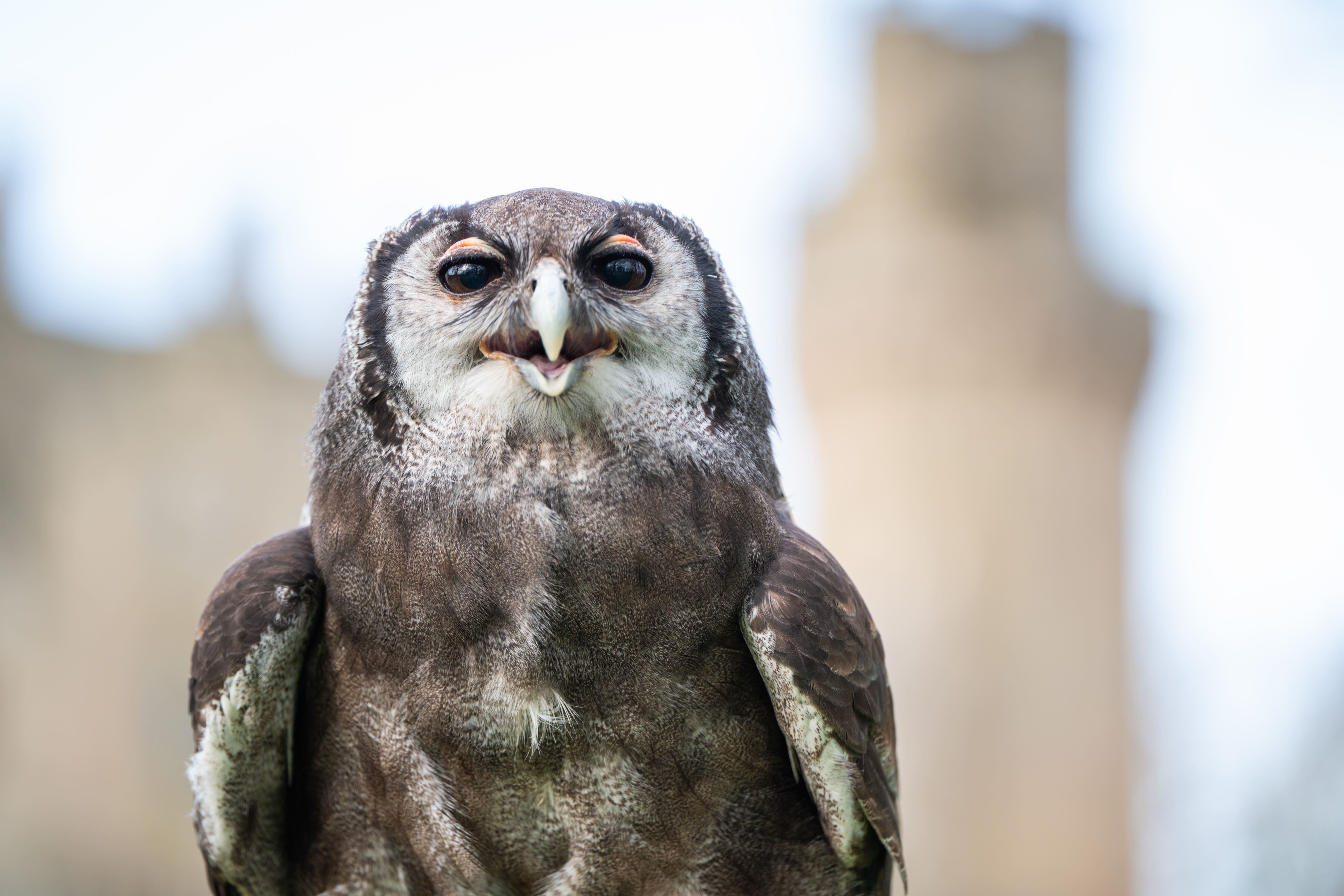 Ernie the owl is retiring after 30 years (Warwick Castle/PA)