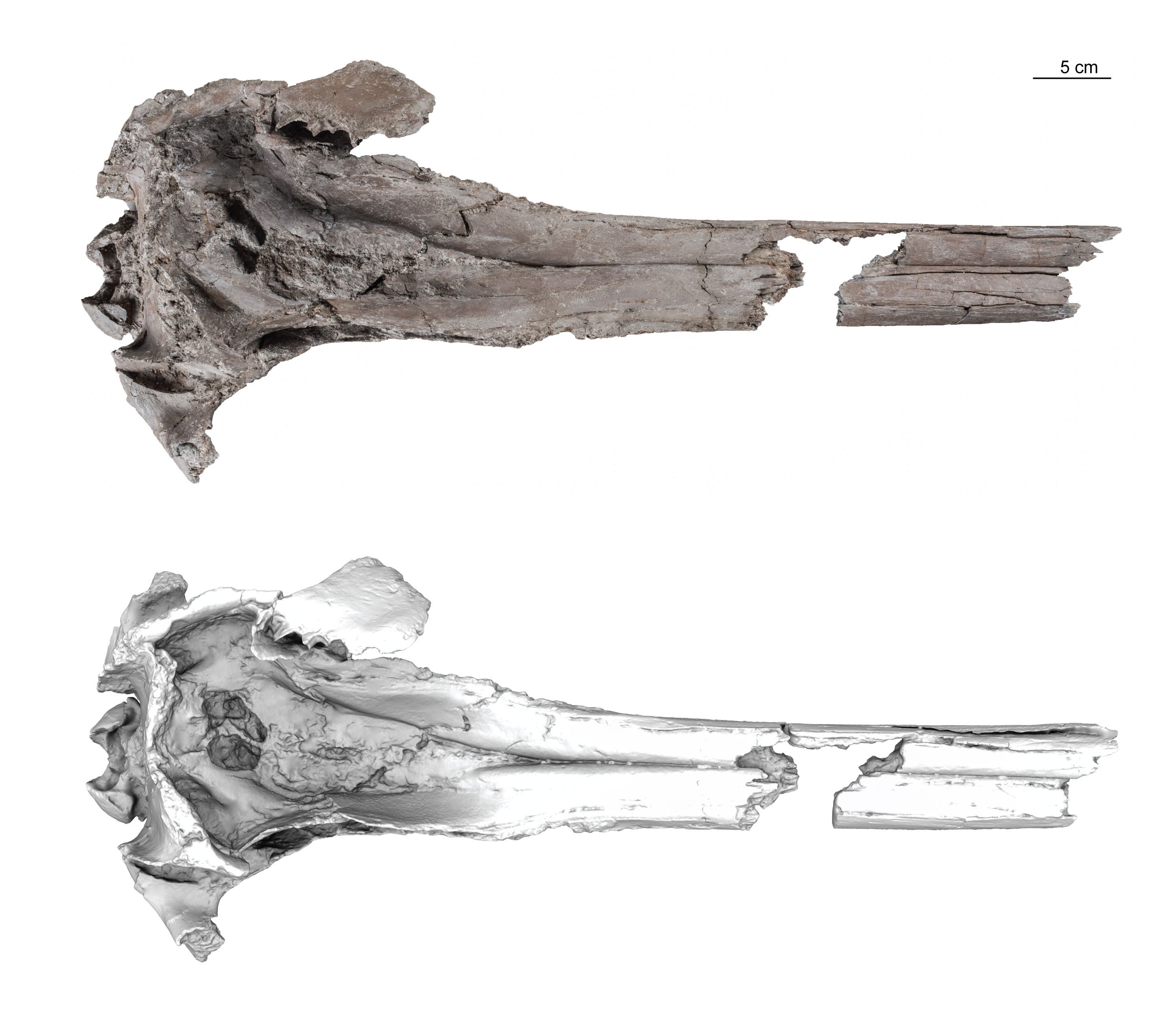The specimen of the dolphin found by researchers
