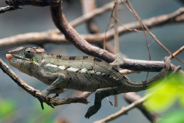 <p>The men possessed various charms, including a live chameleon, an animal tail, and a dozen bottles of concoctions</p>