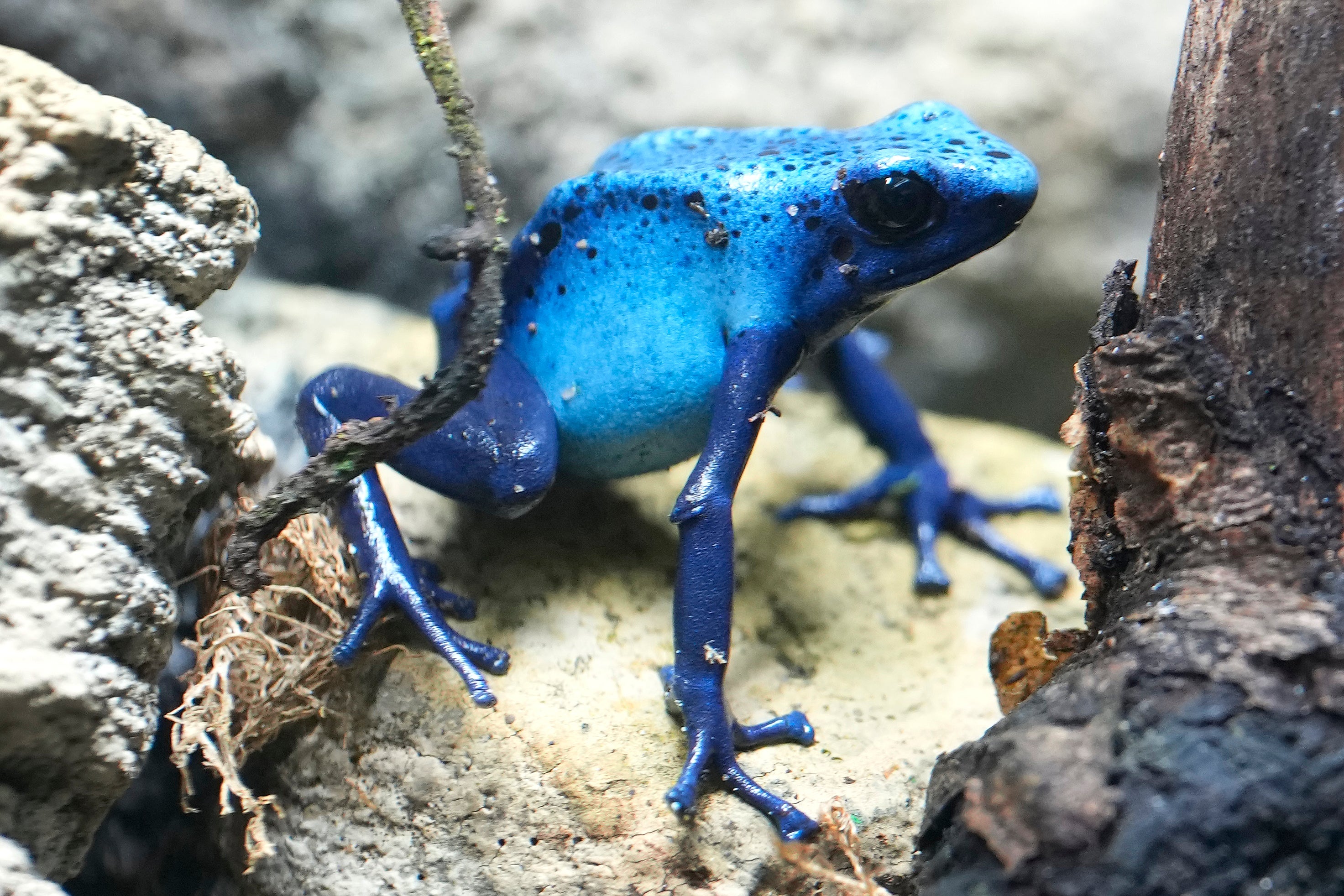 <p>Britain London Zoo</p>