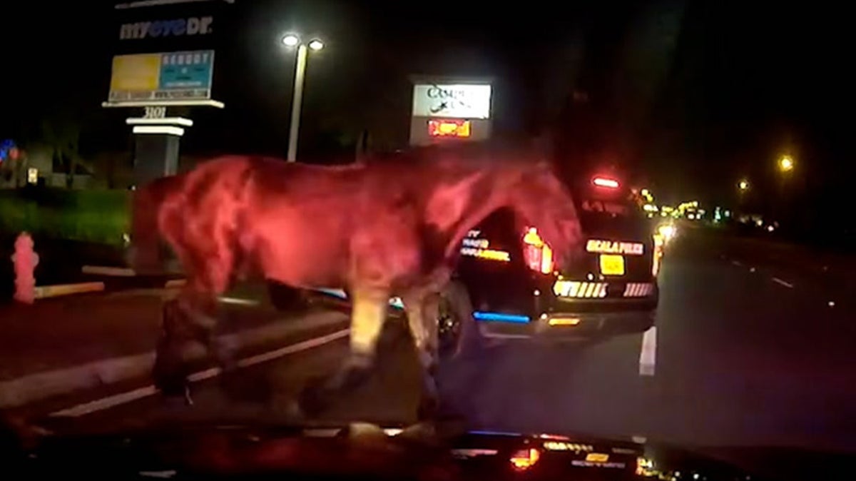 Pasture bedtime: Runaway horse appears out of nowhere in front of police in Florida