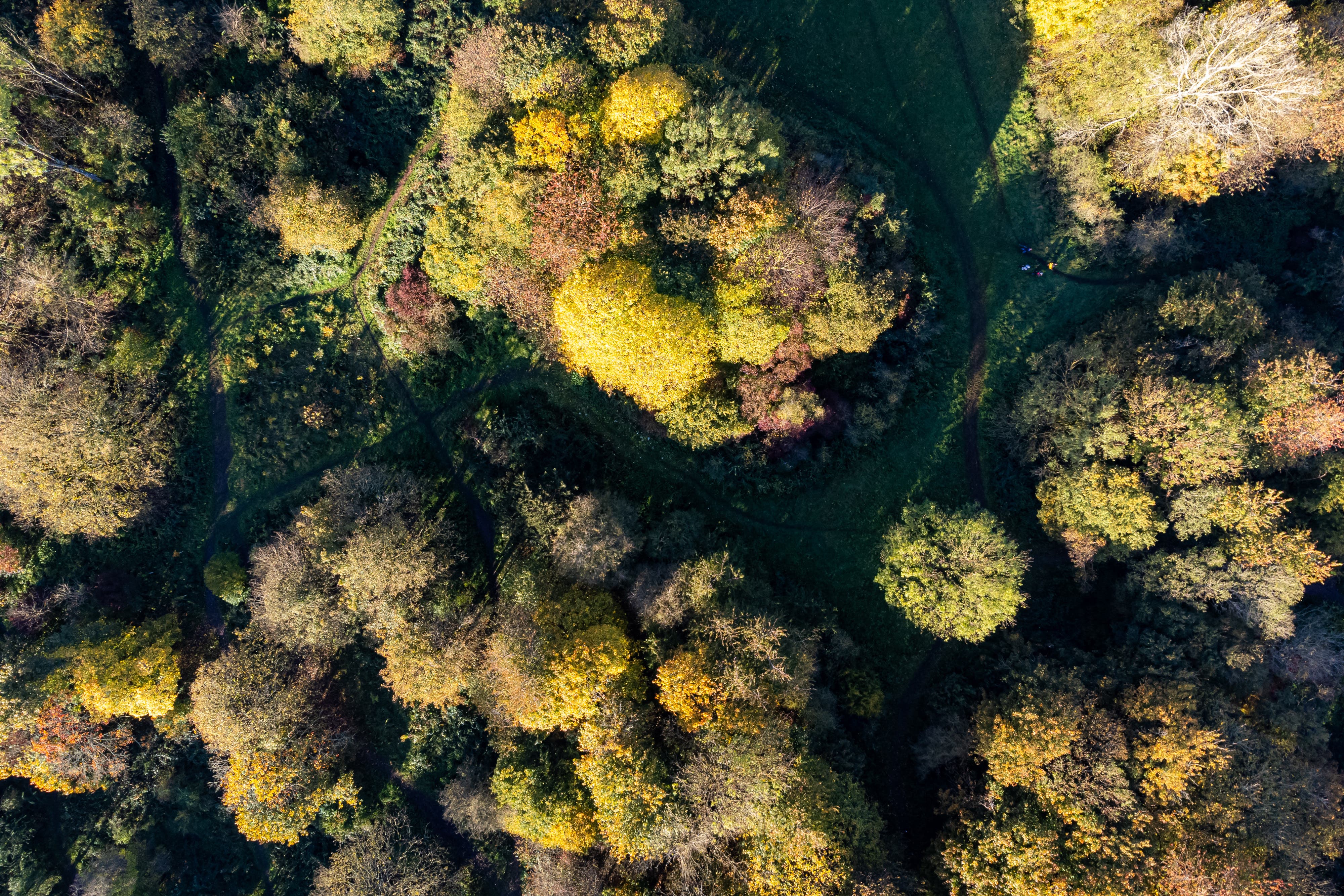 The Environmental Audit Committee said ministers risk sending ‘mixed messages’ with its approach to deforestation rules (Ben Birchall/PA)