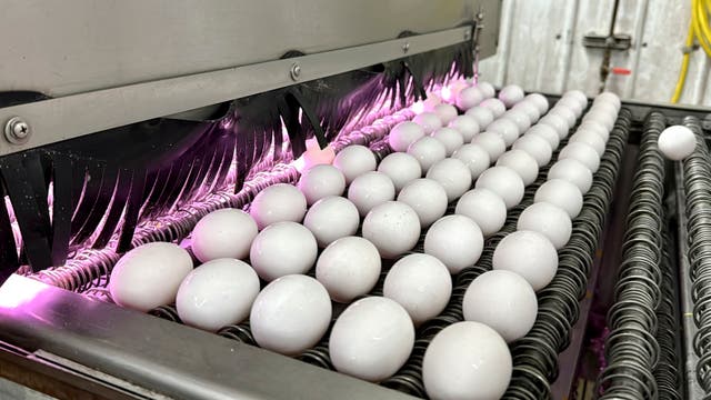 <p>Egg Prices Sticker Shock</p>