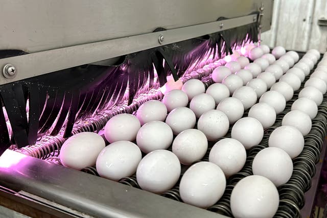 Egg Prices Sticker Shock