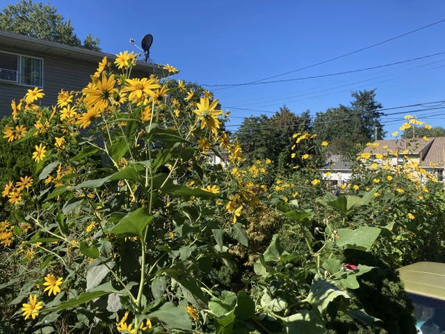 <p>This undated image provided by Joseph Allie shows Jerusalem artichokes growing in a garden in Long Island, New York</p>