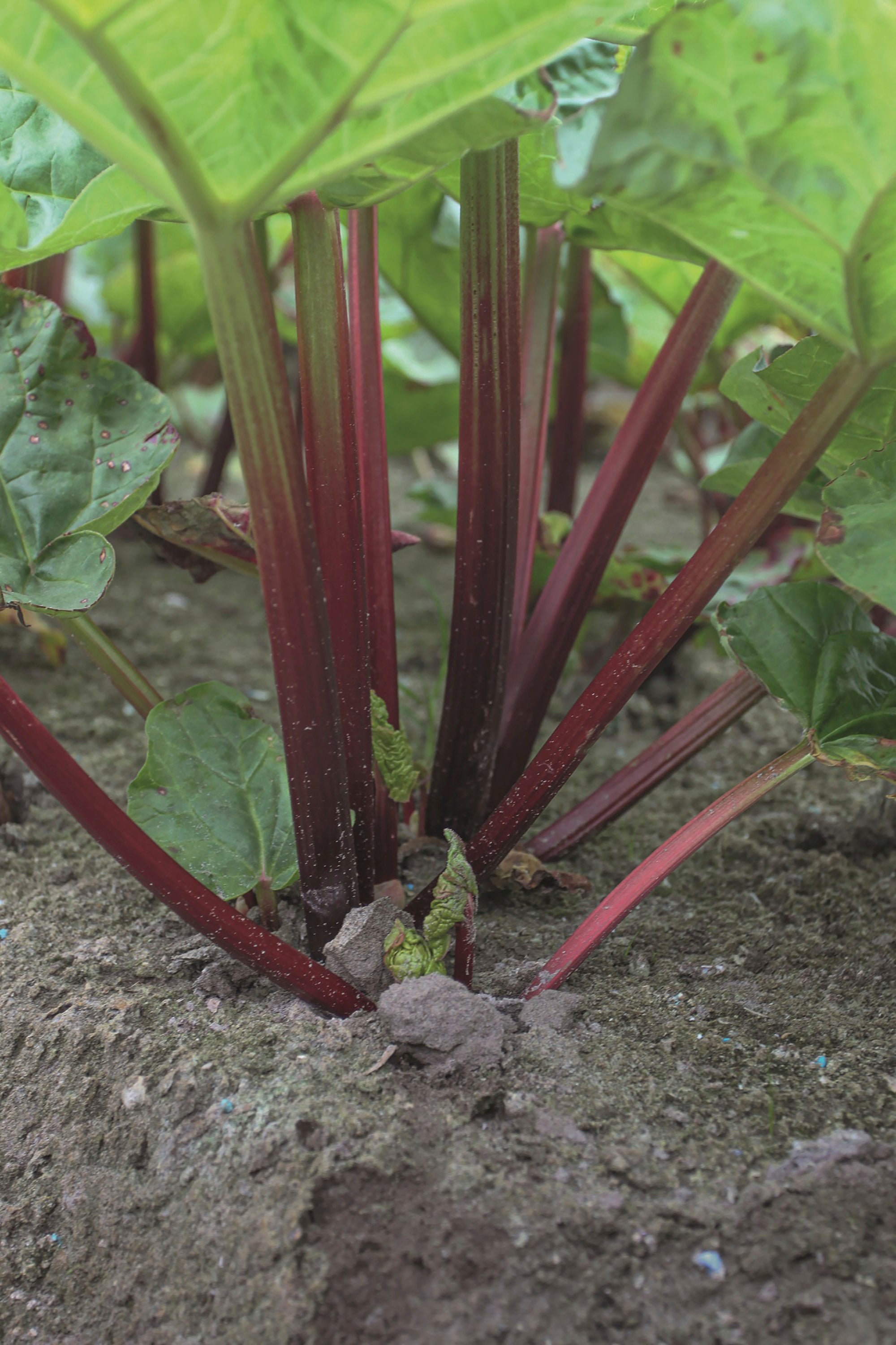 This image provided by Ball Horticultural Company shows a Canada Red rhubarb plant