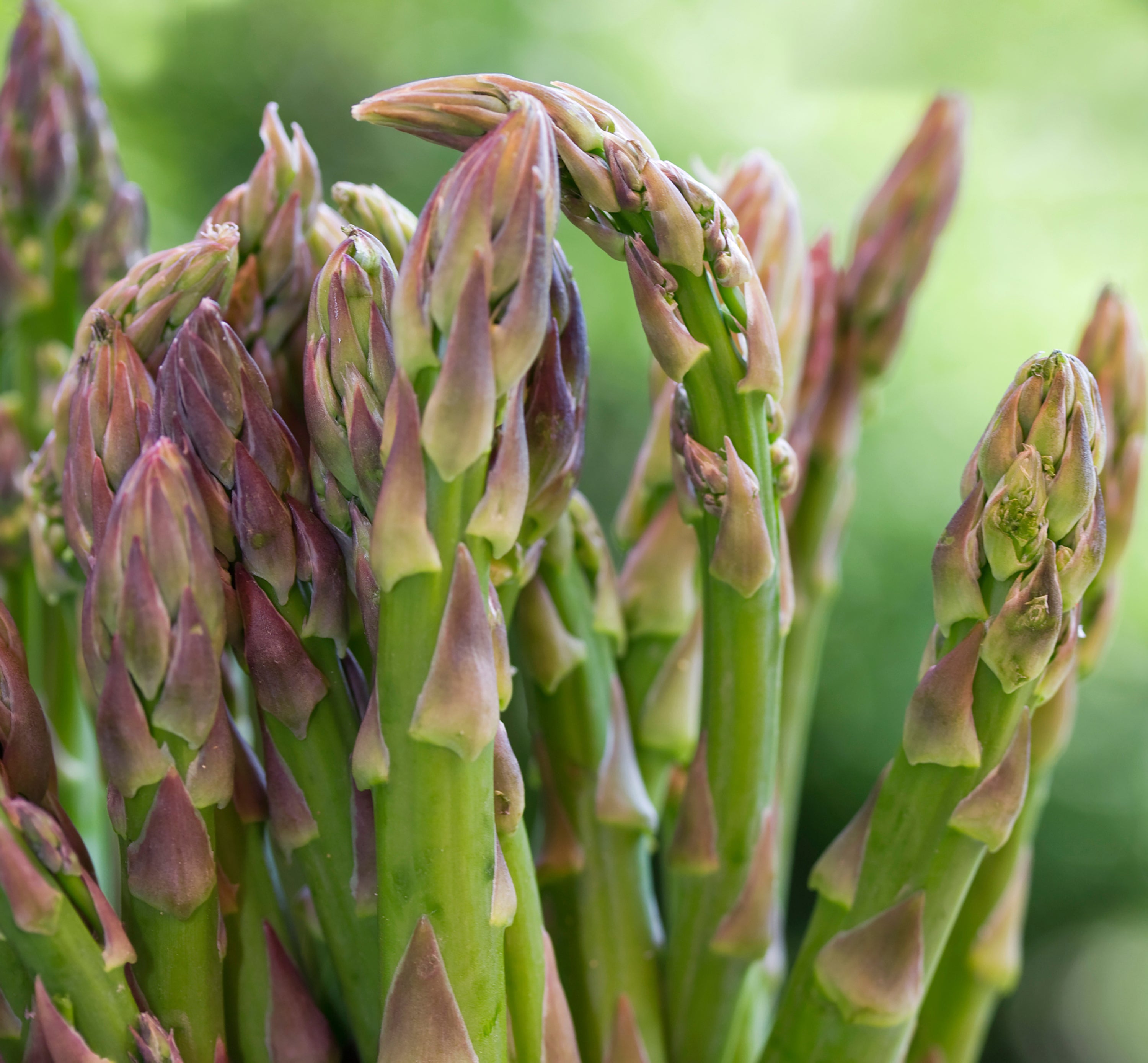This image provided by Ball Horticultural Company shows stalks of Jersey Knight asparagus