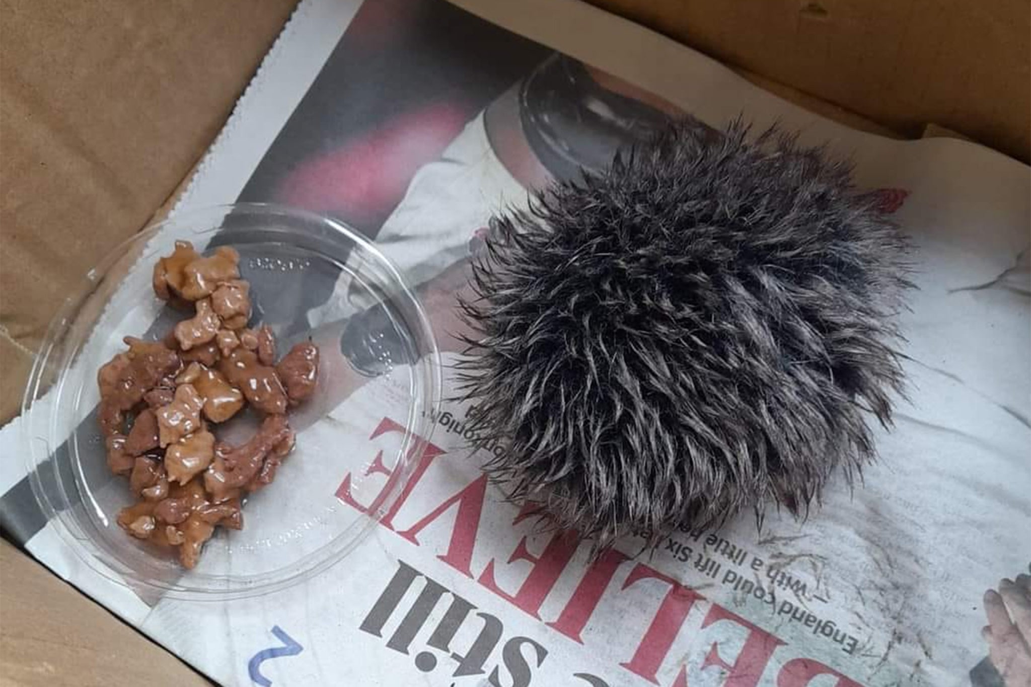 The caring stranger had brought the fluffy accessory to Lower Moss Wood Nature Reserve and Wildlife Hospital