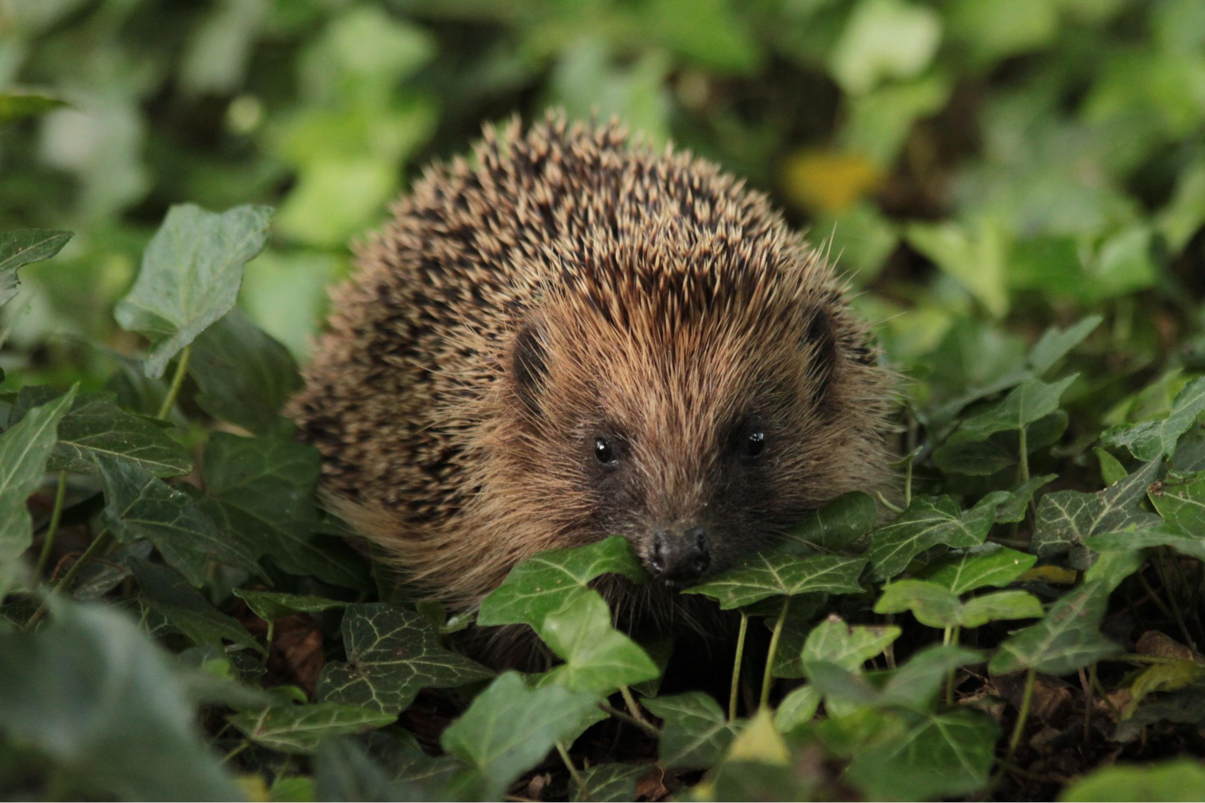 A project using trail cameras, AI and armchair wildlife-spotters aims to come up with the first robust estimates for the country’s hedgehog population (BHPS/PA)