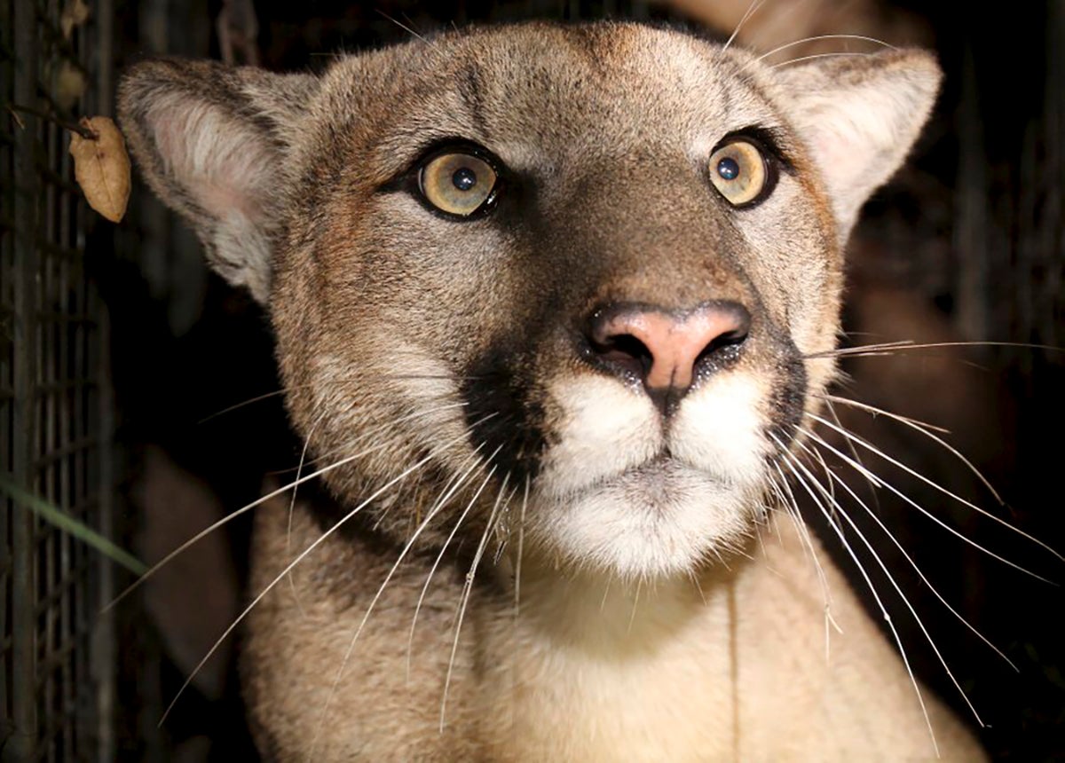 California Mountain Lion Kills